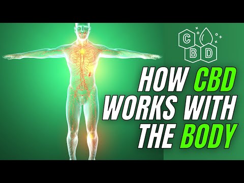 How CBD Works In The Human Body!