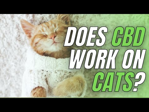 Can CBD be used to treat cats?