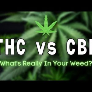 What is the difference between THC and CBD?