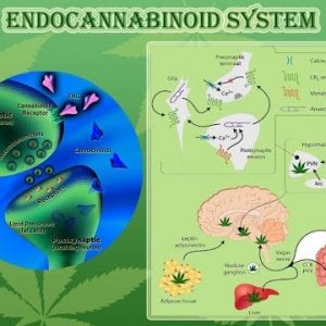 CBD (Cannabidiol), and the Endocannabidiol System were revealed…