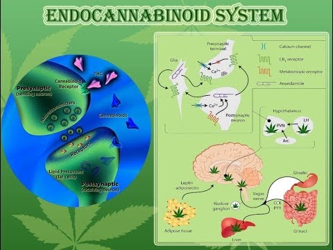 CBD (Cannabidiol), and the Endocannabidiol System were revealed…