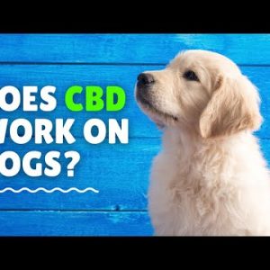 Can CBD Oil be used on dogs?