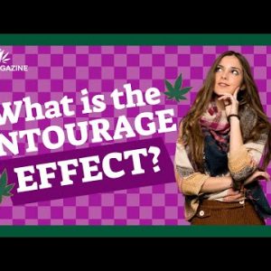 What is the CBD entourage effect? A closer look at cannabidiol science