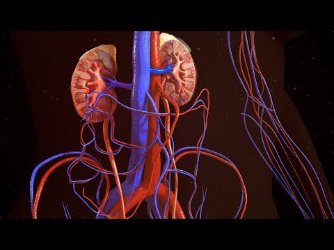 CBD PROMOTES KIDNEY HELTH