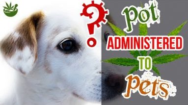 Do Pets Get Pot? – CBDOilStudy.org/Free-Samples