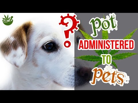 Do Pets Get Pot? – CBDOilStudy.org/Free-Samples