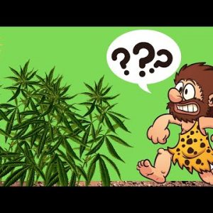 How Weed Was Discovered…