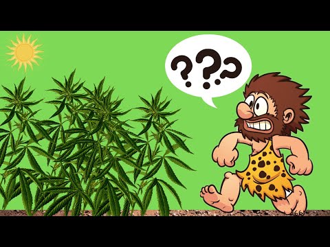 How Weed Was Discovered…