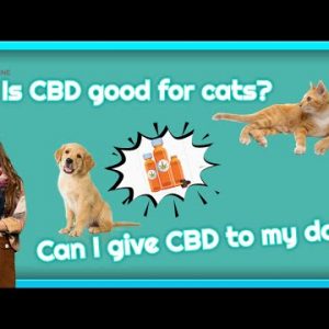 Where to buy CBD oil for dogs near me
