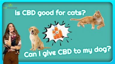Where to buy CBD oil for dogs near me