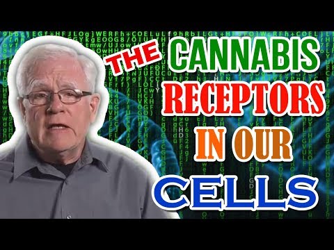 The Cannabis Receptors in Our Cells – medoil.biz/Free-Samples