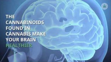 CBD Makes Your Mind Extra healthy