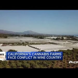 California cannabis farms are going by battle in wine farm nation