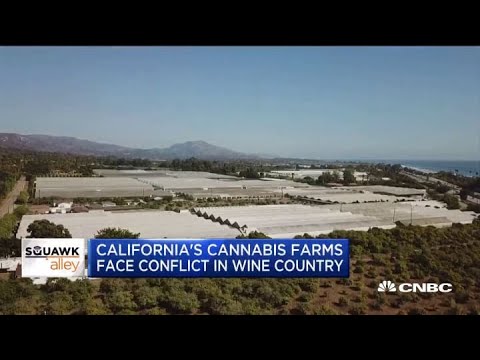 California cannabis farms are going by battle in wine farm nation