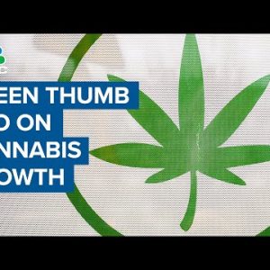 Inexperienced Thumb CEO on cannabis growth: Particular person search data from is excessive