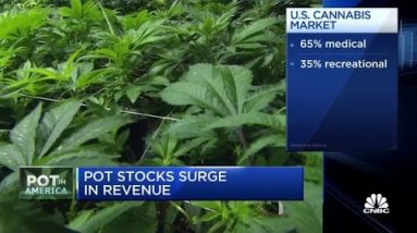 Pot shares surge as federal legalization looms