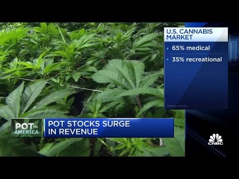 Pot shares surge as federal legalization looms